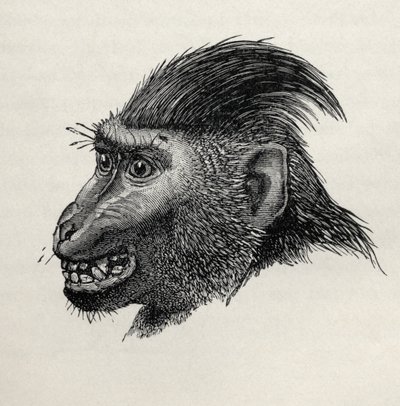 Cynopithecus niger when pleased by being caressed, from Charles Darwin